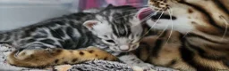 Bengal cats for sale: Firestorm Vespa's 1st litter pedigree kittens - Advert 7