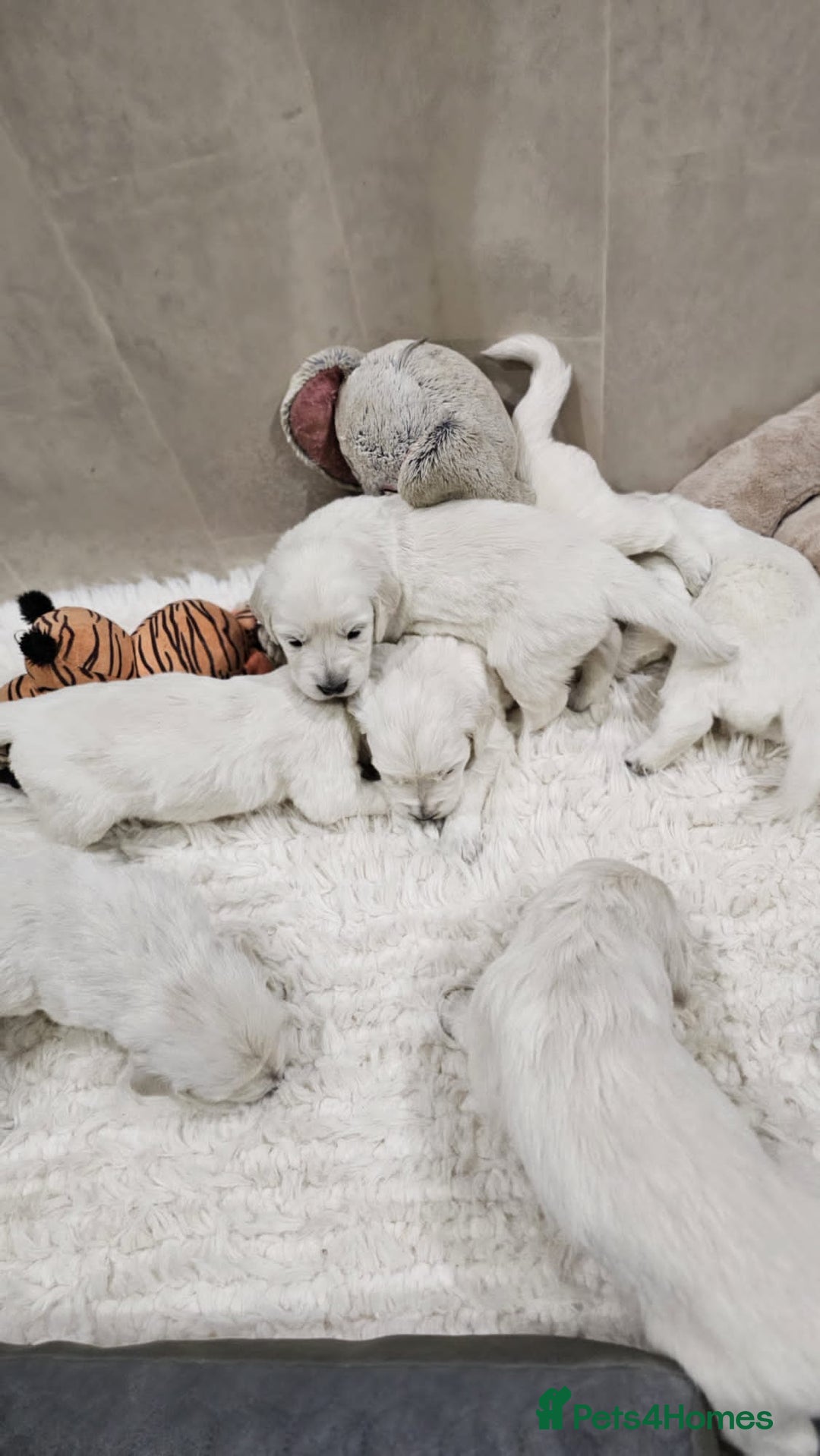 Golden Retriever dogs for sale: 🌟Beautiful Golden Retriver puppies 🐾 - Advert 16