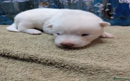 Siberian Husky dogs for sale: Beautiful pure Siberian Husky - Image 9