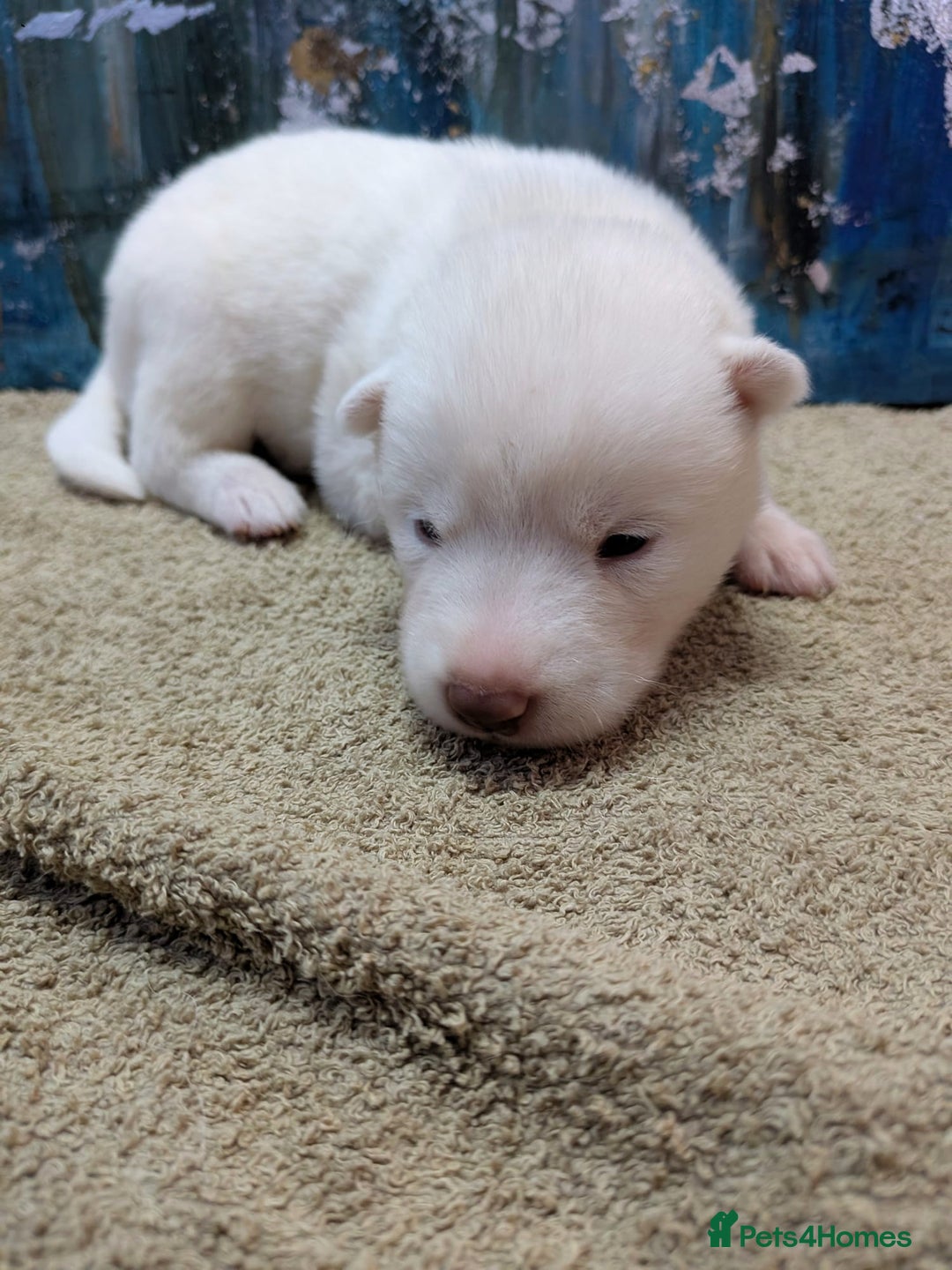 Siberian Husky dogs for sale: Beautiful pure Siberian Husky - Image 9