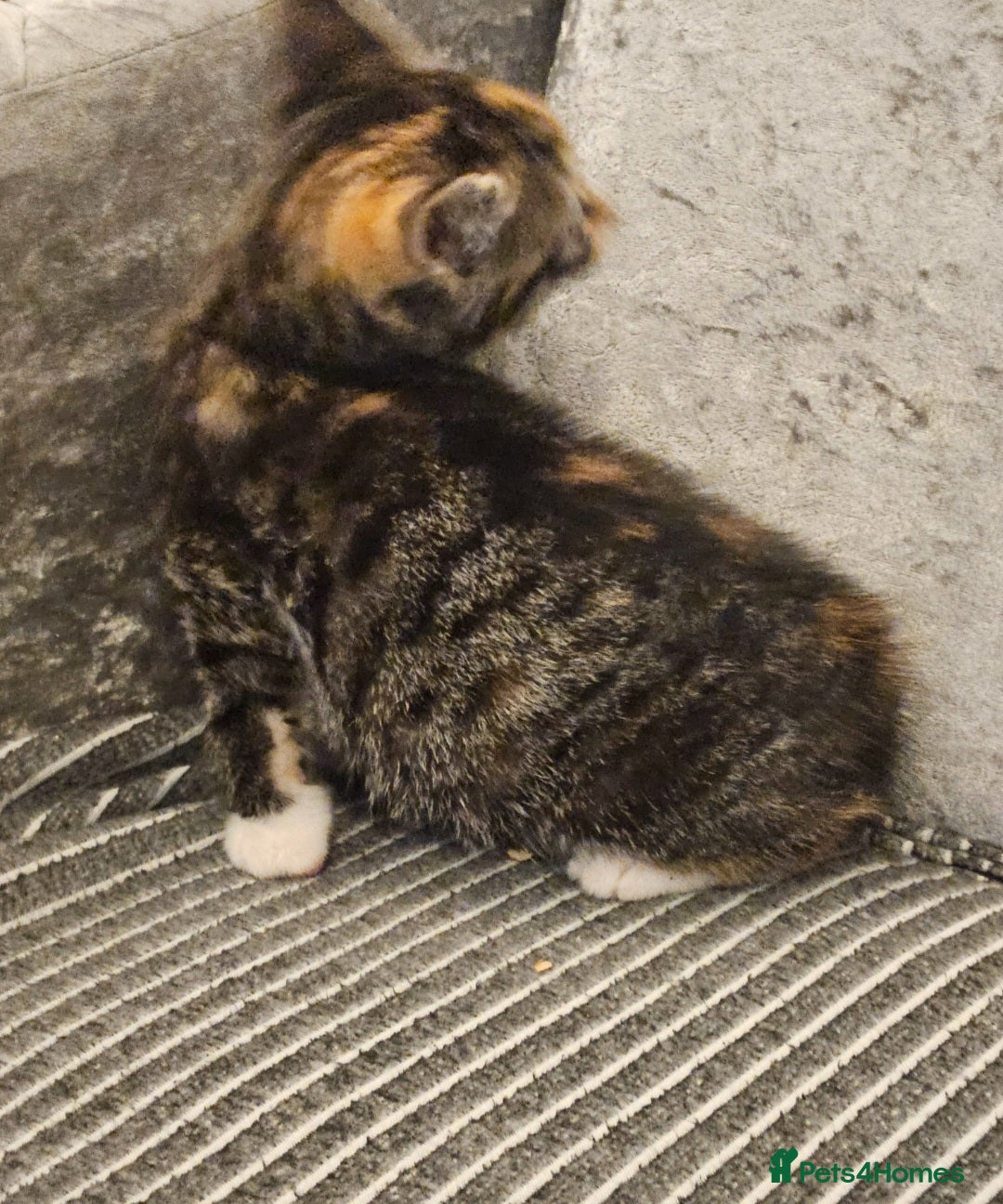 Mixed Breed cats for sale: Beautiful British shorthair kittens - Advert 4