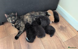 Mixed Breed cats for sale: 5 Mixed Kittens Ready In 2 Weeks - Image 14