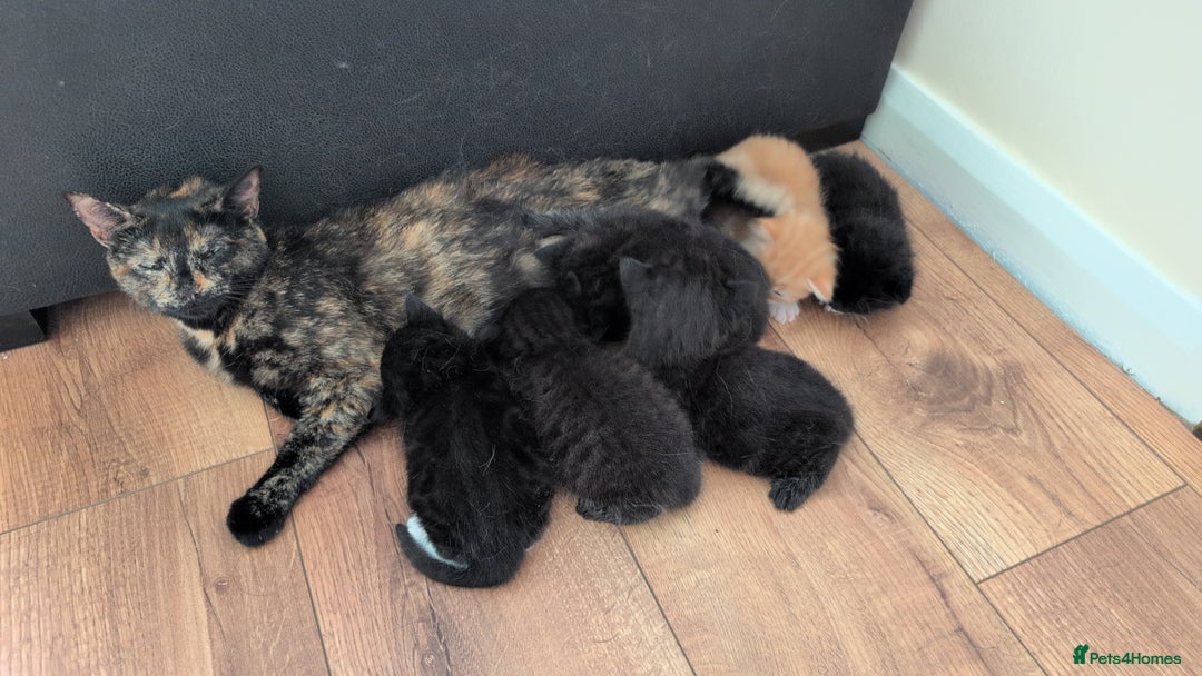 Mixed Breed cats for sale: 5 Mixed Kittens Ready In 2 Weeks - Image 14