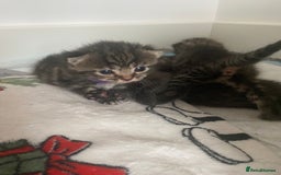 Mixed Breed cats for sale: 2 girl long haired tabby kittens  - Image 16