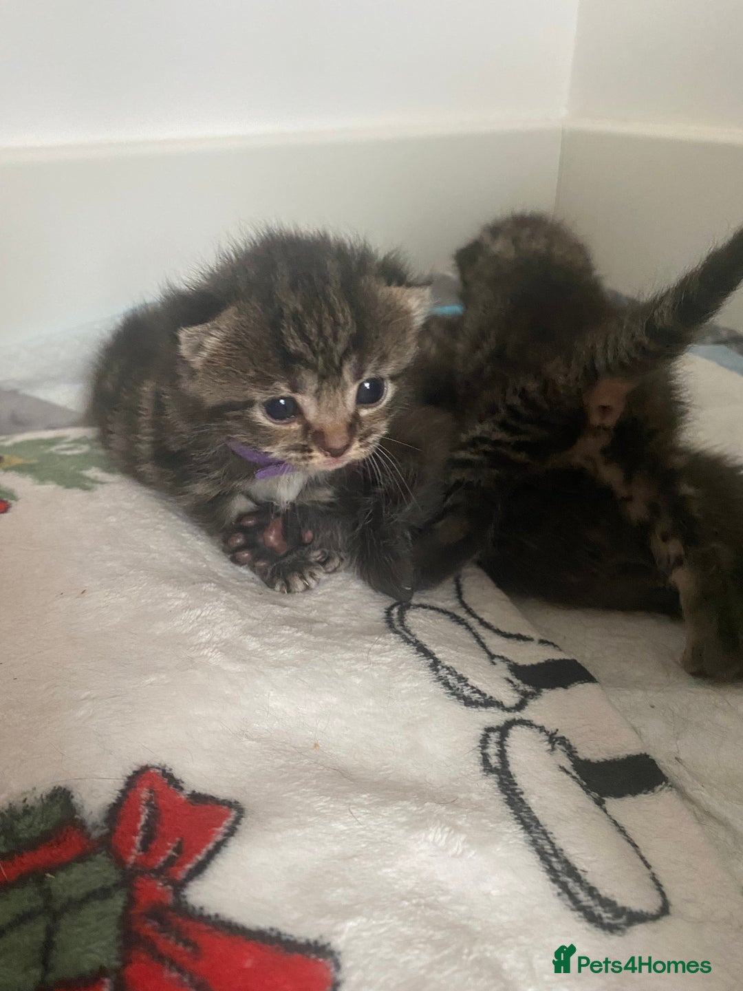 Mixed Breed cats for sale: 2 girl long haired tabby kittens  - Image 16