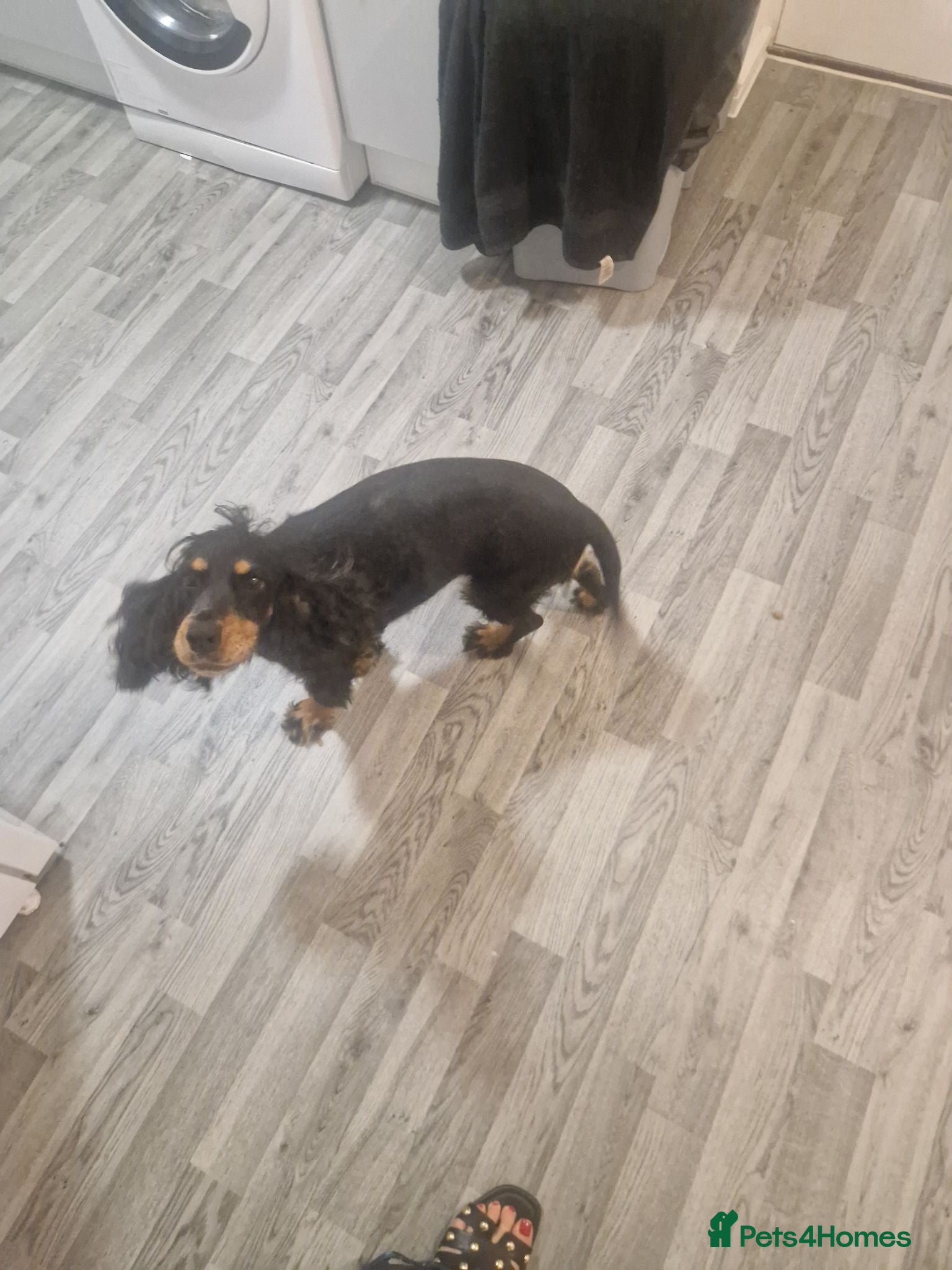 Cocker Spaniel dogs Cocker spaniel - Advert 1