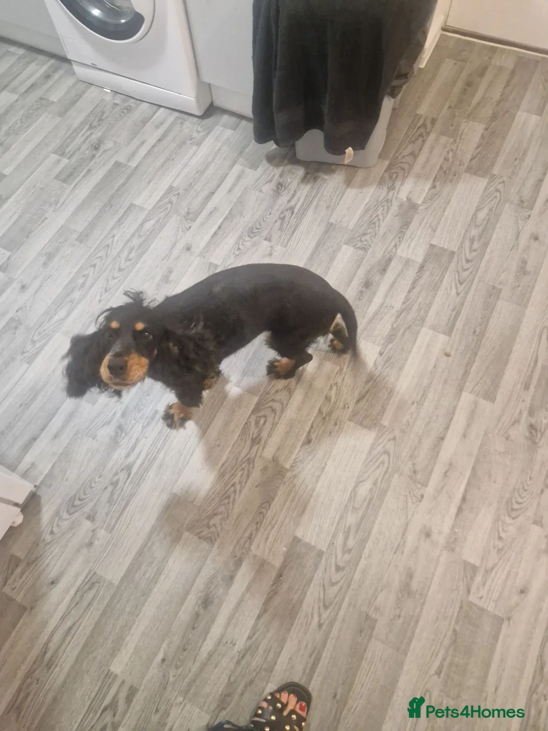 Cocker Spaniel dogs for sale: Cocker spaniel - Advert 1