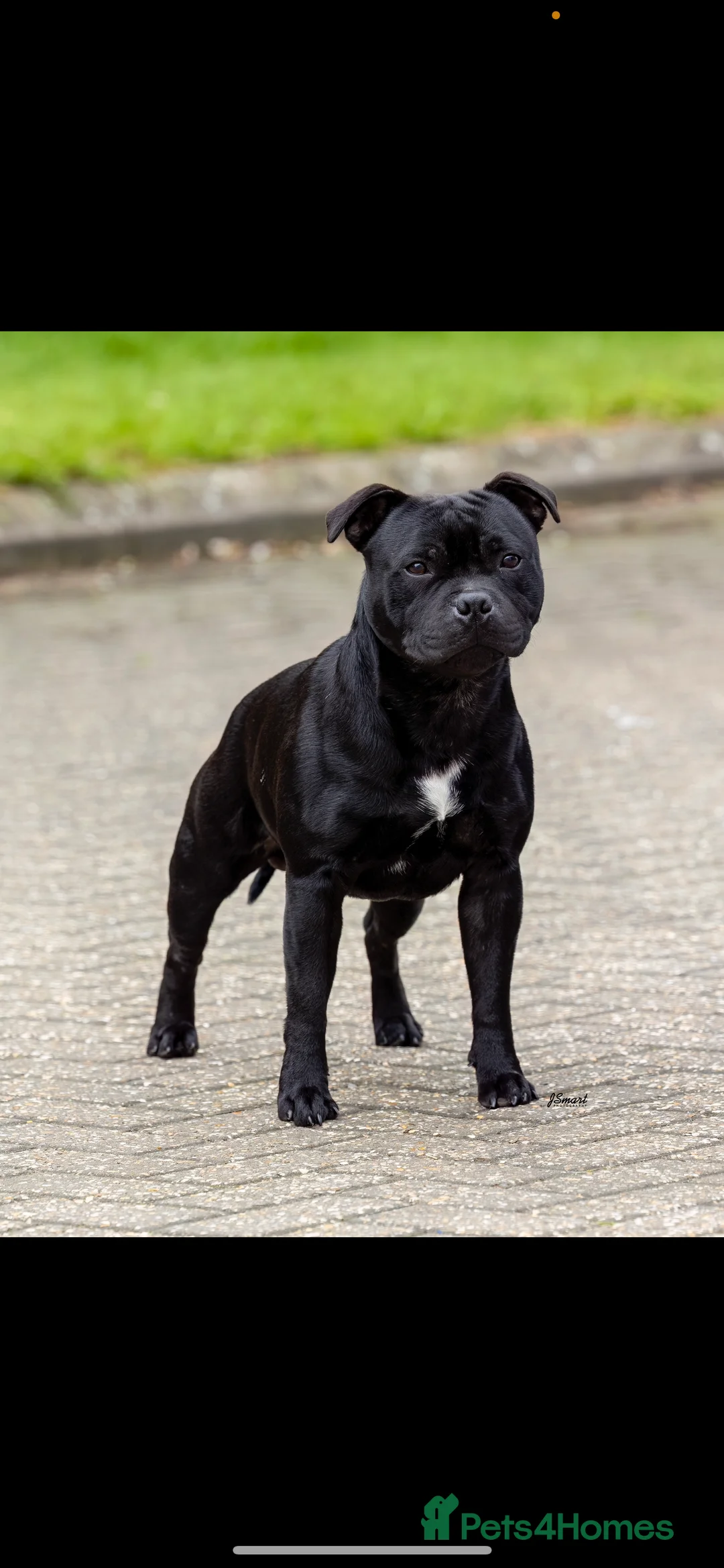 Staffordshire Bull Terrier dogs for stud: THE ONLY VALGLO STUD- VALGLO TOP GUN -BLUE CARRIER in Dudley - Advert 11