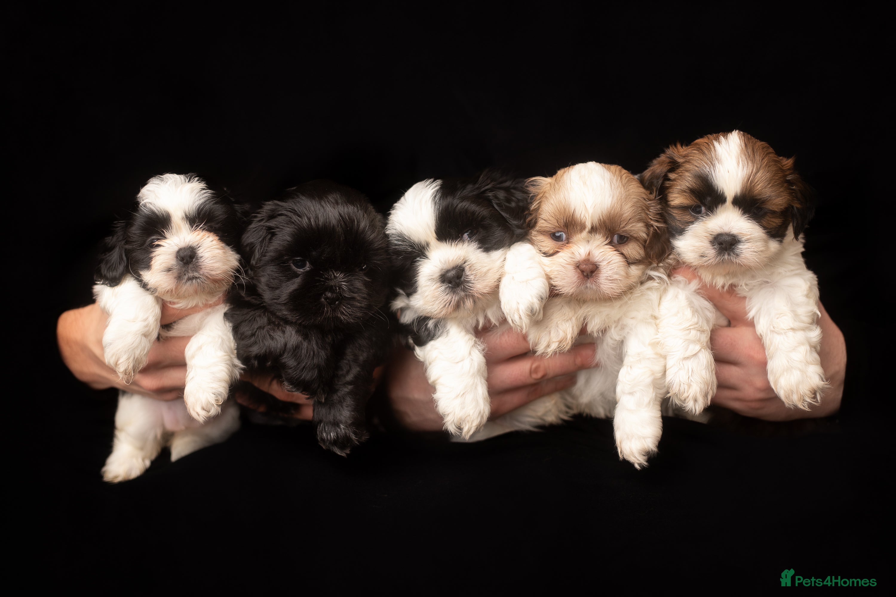 Shih Tzu dogs BEAUTIFUL IMPERIAL SHIH TZU PUPPIES  - Advert 3