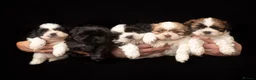 Shih Tzu dogs for sale: BEAUTIFUL IMPERIAL SHIH TZU PUPPIE ! JUST ONE LEFT - Advert 1