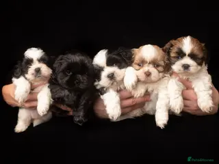 Shih Tzu dogs BEAUTIFUL IMPERIAL SHIH TZU PUPPIES - Advert 5