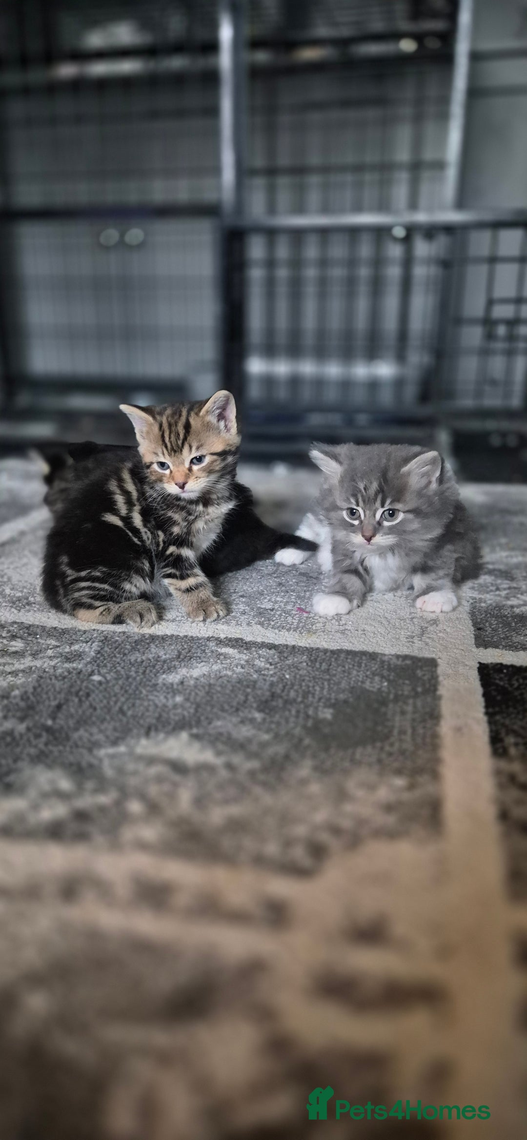 Mixed Breed cats for sale: Kittens silver tabby Britishshort-hairxmaincoon  - Advert 4