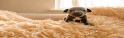 Italian Greyhound dogs for sale: 1 BOY LEFT Italian Greyhound Puppies - Advert 16