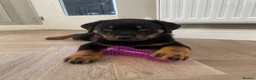 Rottweiler dogs for sale: Half Serbian / Half German Rottweiler Puppy in Coventry - Advert 4