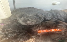 Shihpoo dogs for sale: Shihpoo puppies  - Image 5