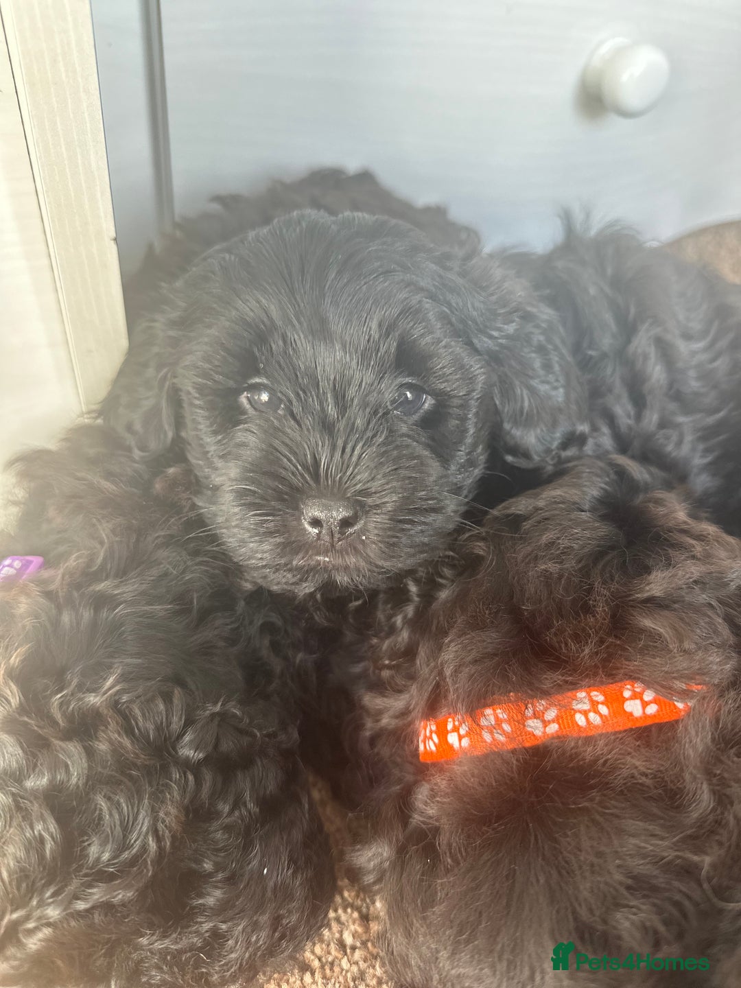 Shihpoo dogs for sale: Shihpoo puppies  - Image 5