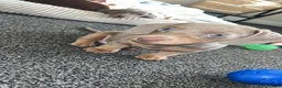 Dachshund dogs for sale: Stunning Dachshunds Isabella/chocolate and tan - Advert 2