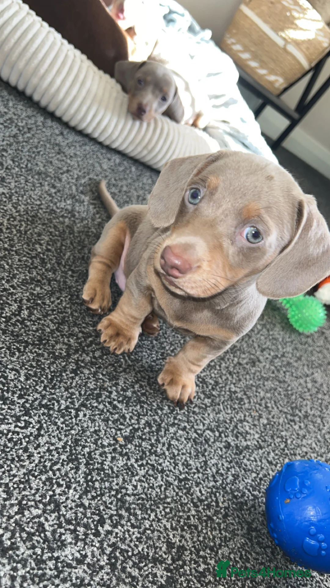 Dachshund dogs for sale: Stunning Dachshunds Isabella/chocolate and tan - Advert 2