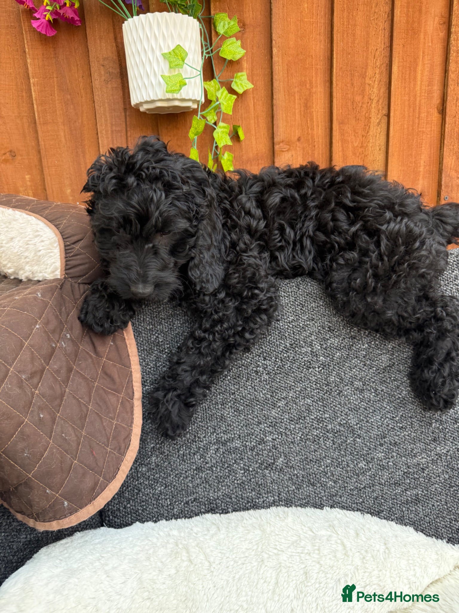 Australian Labradoodle dogs fully vaccinated Milo ready for a new home - Advert 8