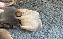 Mixed Breed dogs for sale: French billhuahua - Image 9