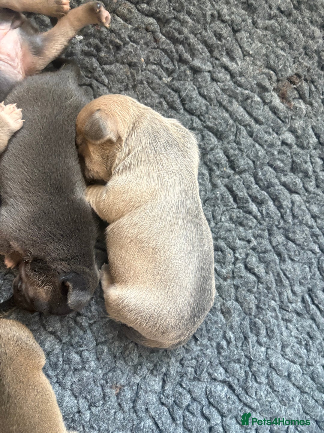 Mixed Breed dogs for sale: French billhuahua - Image 9