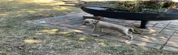 Italian Greyhound dogs for sale: Gorgeous Kc reg Italian greyhound  - Advert 13