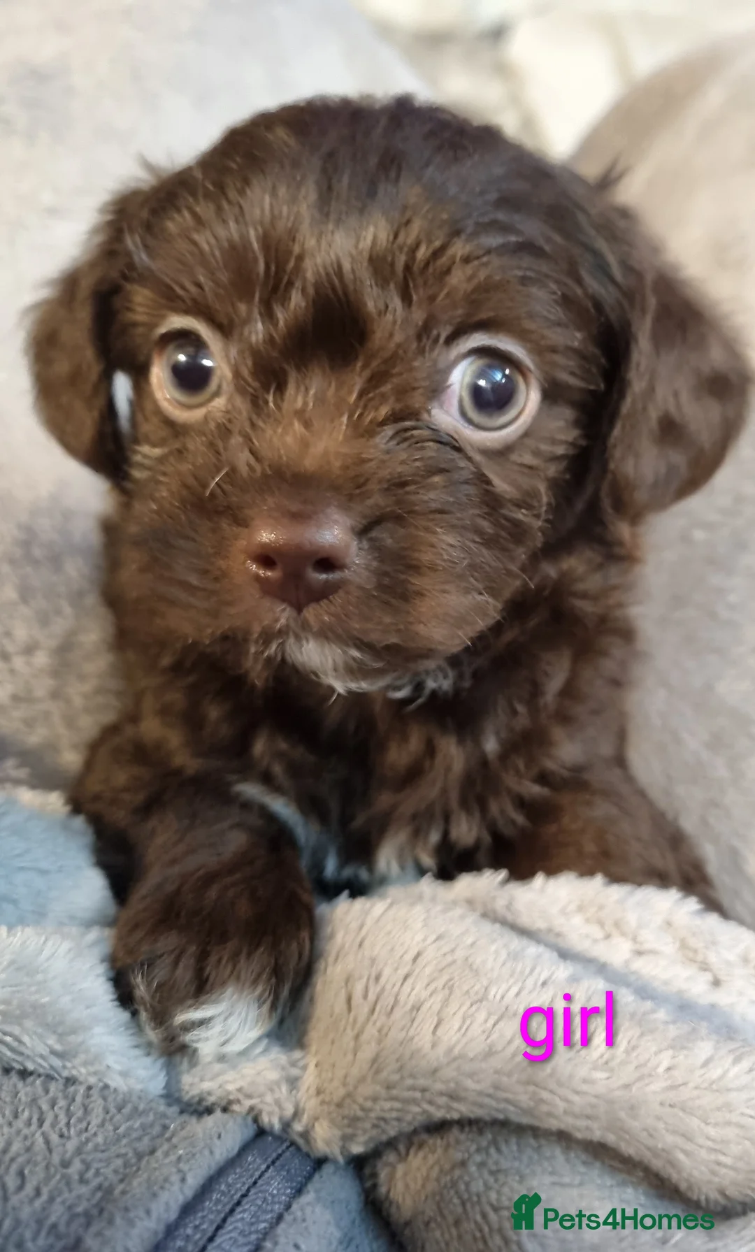 Chipoo dogs for sale: Poodle x chihuahua  - Advert 1