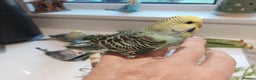 Budgerigars birds for sale: Tame Baby Budgies - Advert 4