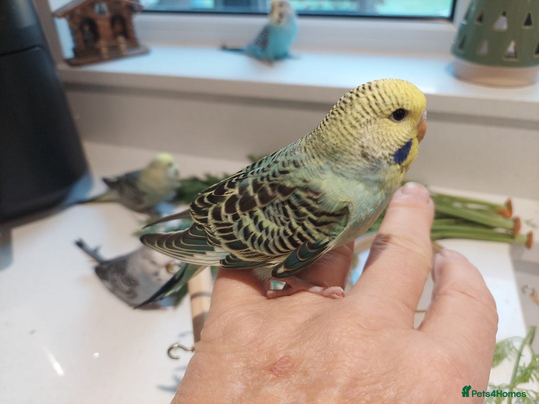 Budgerigars birds for sale: Tame Baby Budgies - Advert 4