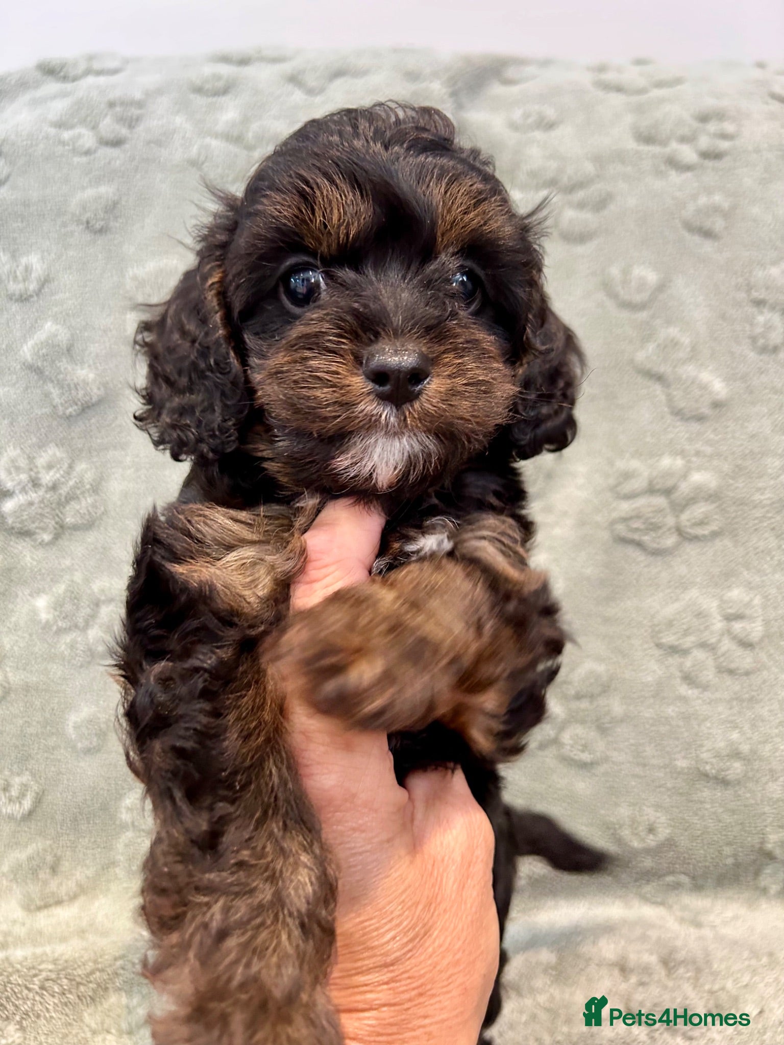 Cavapoo dogs 5🌟licensed cavapoo puppies  - Advert 1