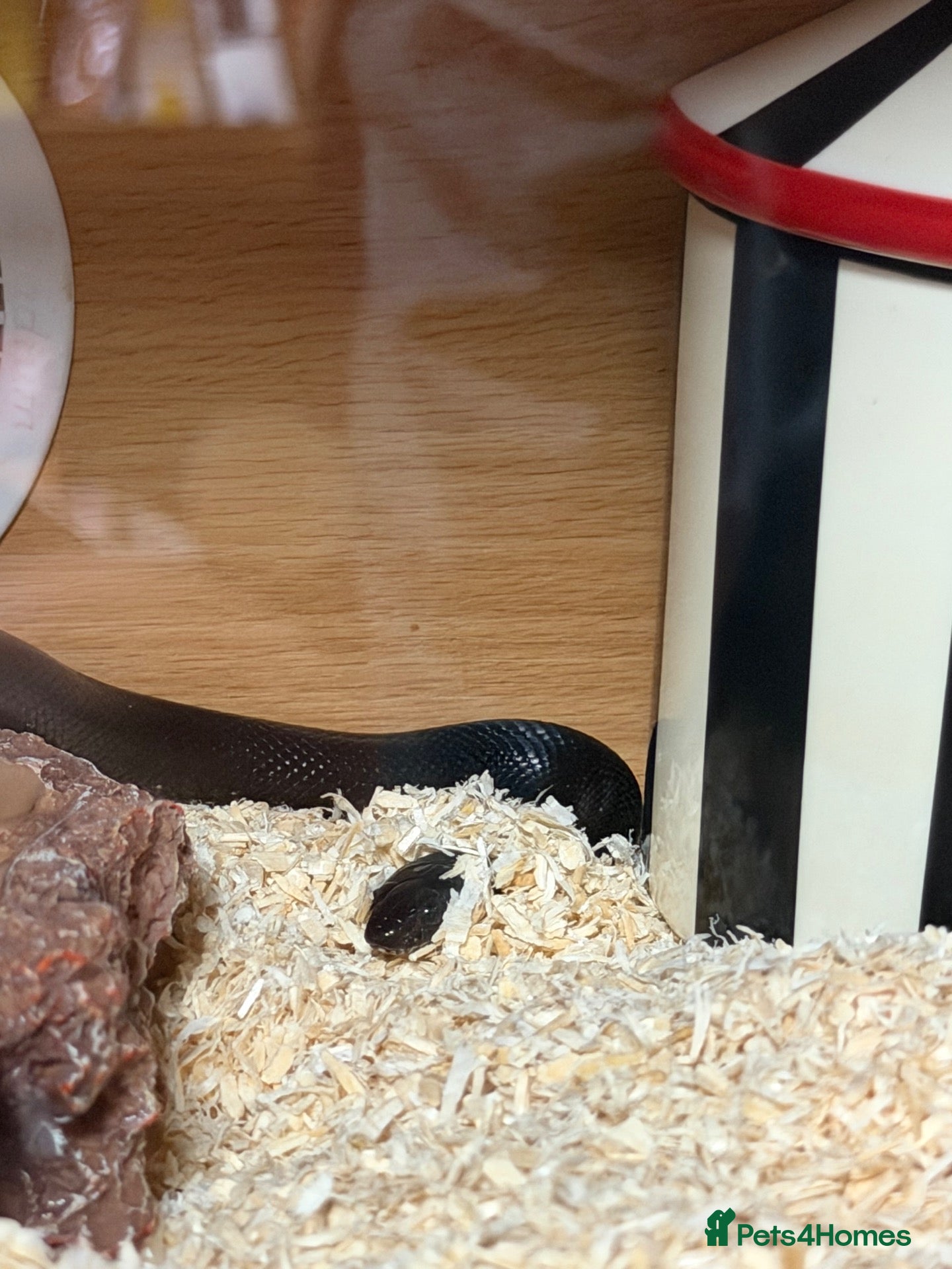 King Snake reptiles Mexican king snake  - Advert 9