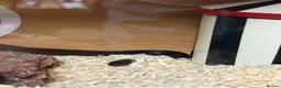 King Snake reptiles for sale: Mexican king snake  in Hartlepool - Advert 1