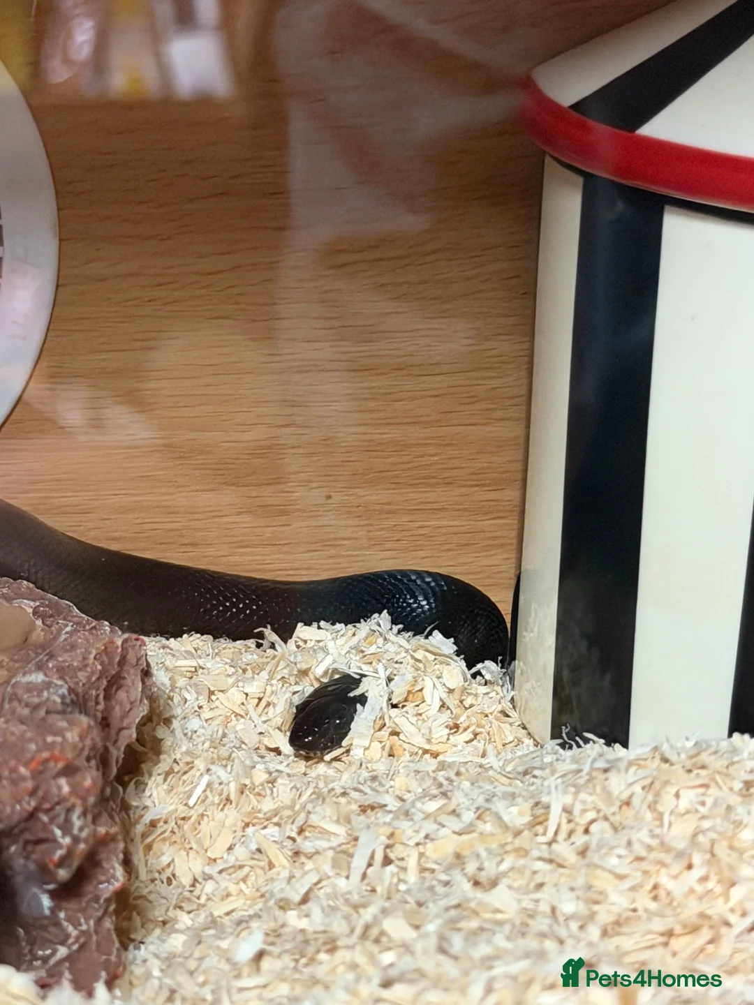 King Snake reptiles for sale: Mexican king snake  in Hartlepool - Advert 1