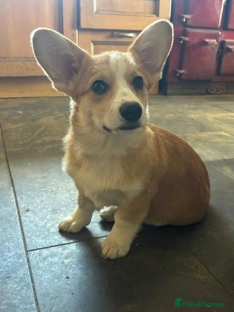 Welsh Corgi Pembroke dogs 1 Gorgeous KC reg girl DNA health tested parents - Advert 2