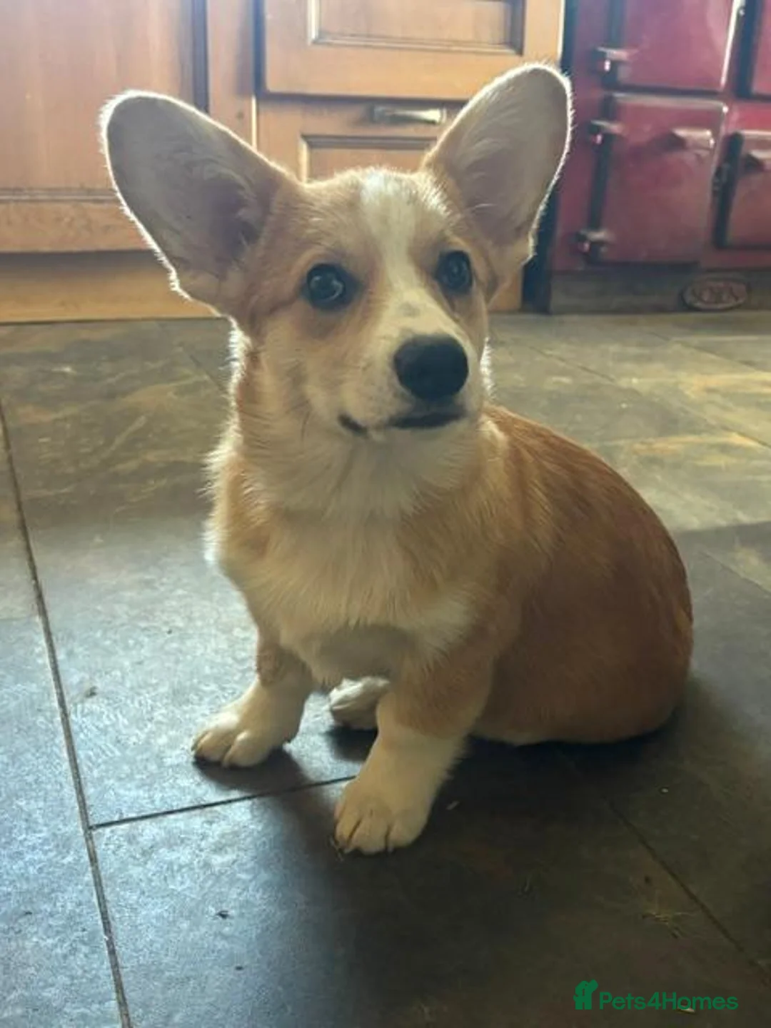 Welsh Corgi Pembroke dogs for sale: 1 Gorgeous KC reg girl DNA health tested parents - Advert 2