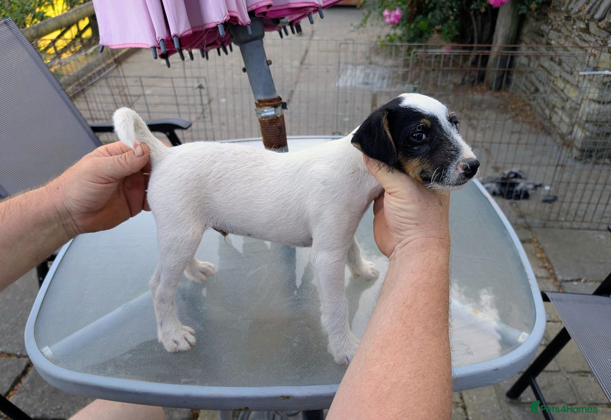 Jack Russell dogs Traditional type Jack Russell Pup.  - Advert 1