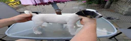 Jack Russell dogs for sale: Traditional type Jack Russell Pup.  - Advert 1