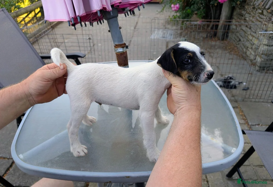 Jack Russell dogs for sale: Traditional type Jack Russell Pup.  - Advert 1