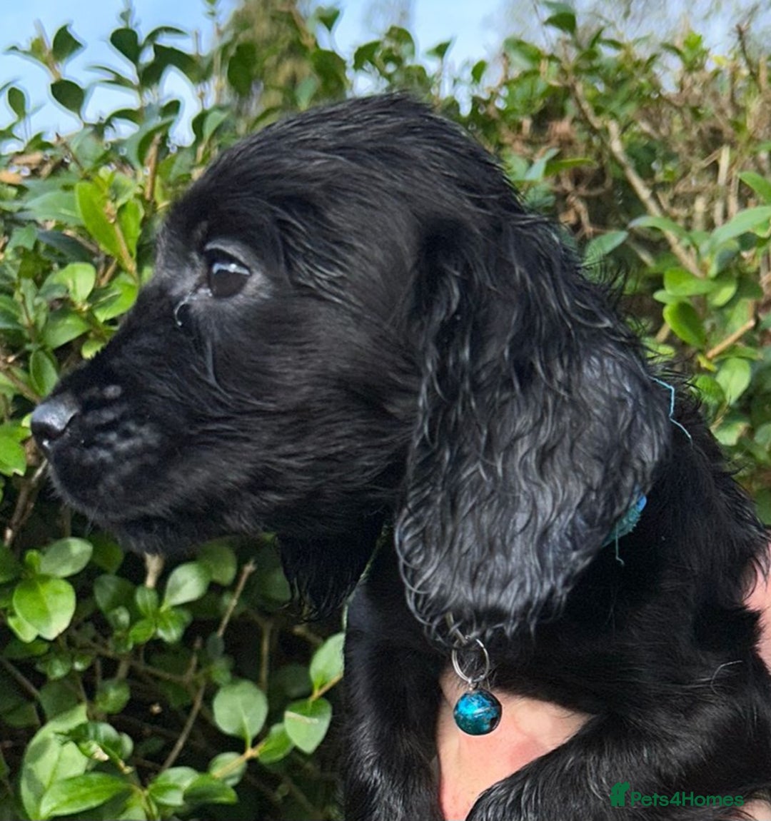 Cocker Spaniel dogs for sale: 3 beautiful working cocker spaniel puppies  - Image 20