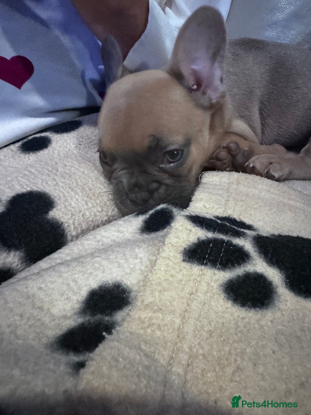 French Bulldog dogs for sale: French bulldog - Image 2