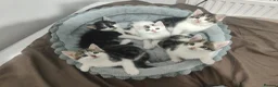 British Shorthair cats for sale: Adorable Boy & Girl Kittens Ready Soon in Manchester - Advert 2
