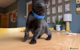 Mixed Breed cats for sale: !!! £30 !!!   3 black kittens (2 tabby are sold) in Stockport - Image 15