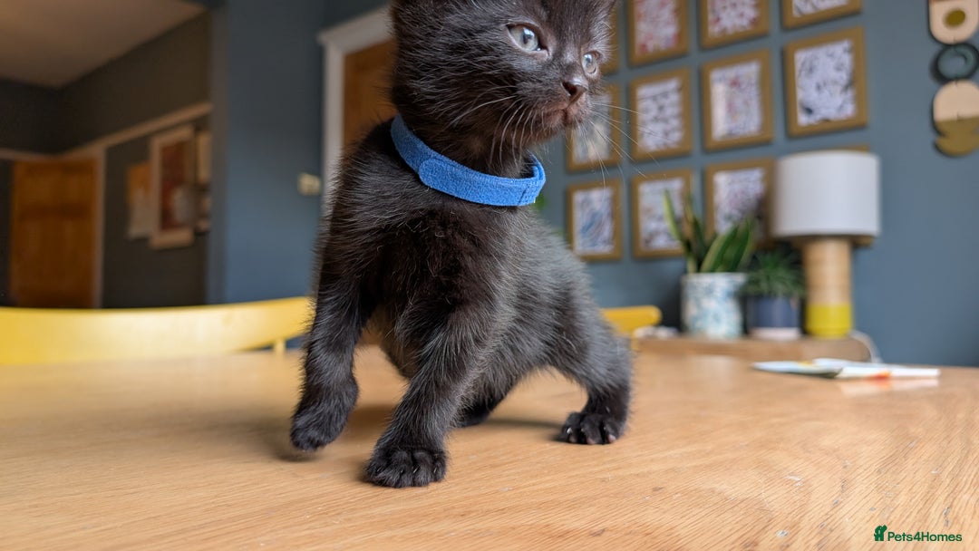 Mixed Breed cats for sale: !!! £30 !!!   3 black kittens (2 tabby are sold) in Stockport - Image 15