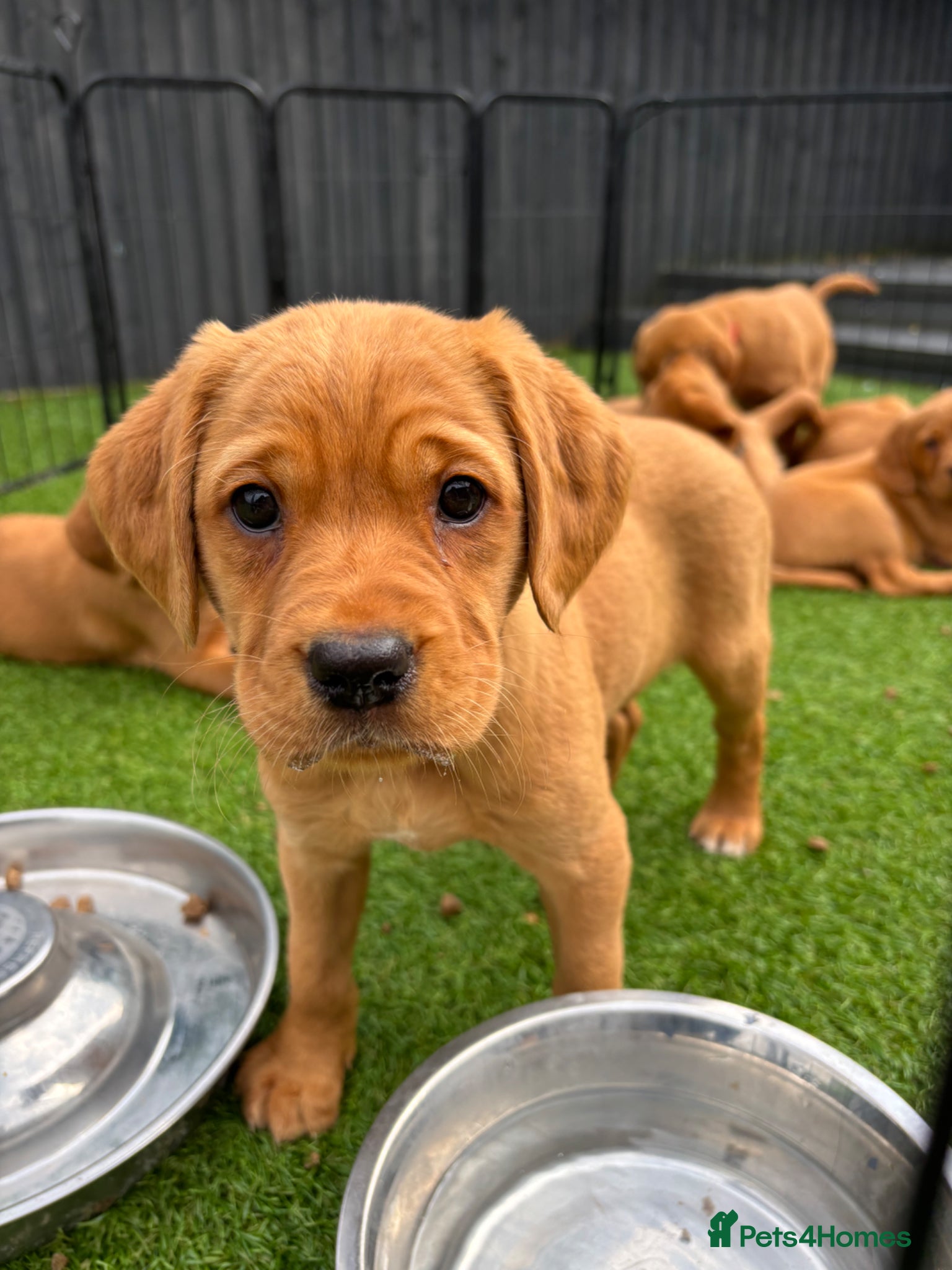 Cockerdor dogs  Cockerdor fox red puppies - Advert 4