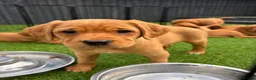 Cockerdor dogs for sale:  Cockerdor fox red puppies - Advert 4