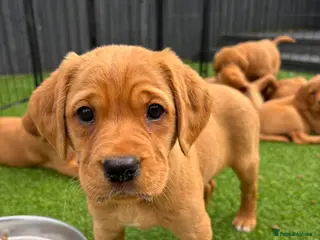 Cockerdor dogs Cockerdor fox red puppies - Advert 16