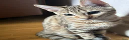 Bengal cats for sale: Bengal kittens  - Advert 11
