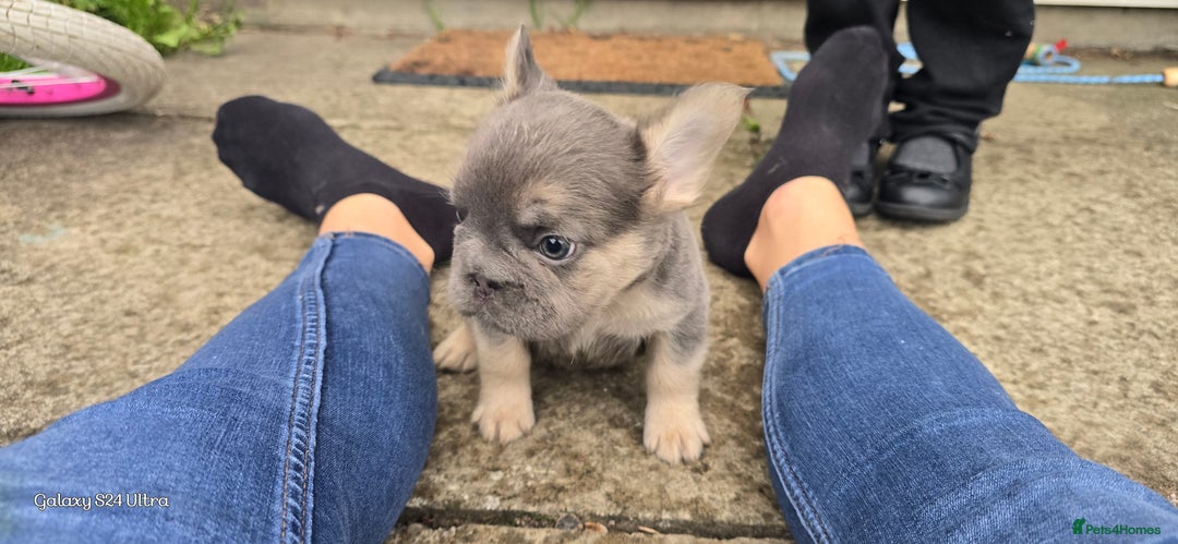 French Bulldog dogs for sale: luxury frenchies - Image 15