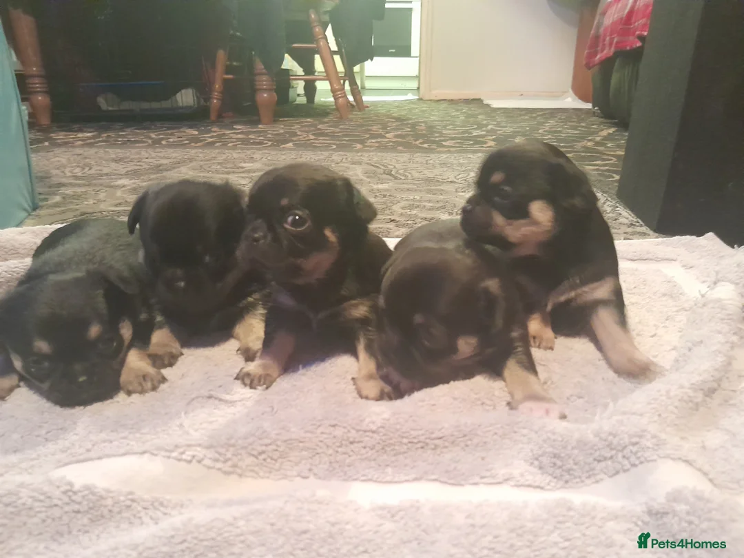 Chihuahua dogs for sale: Chihuahua pups in Doncaster - Advert 9