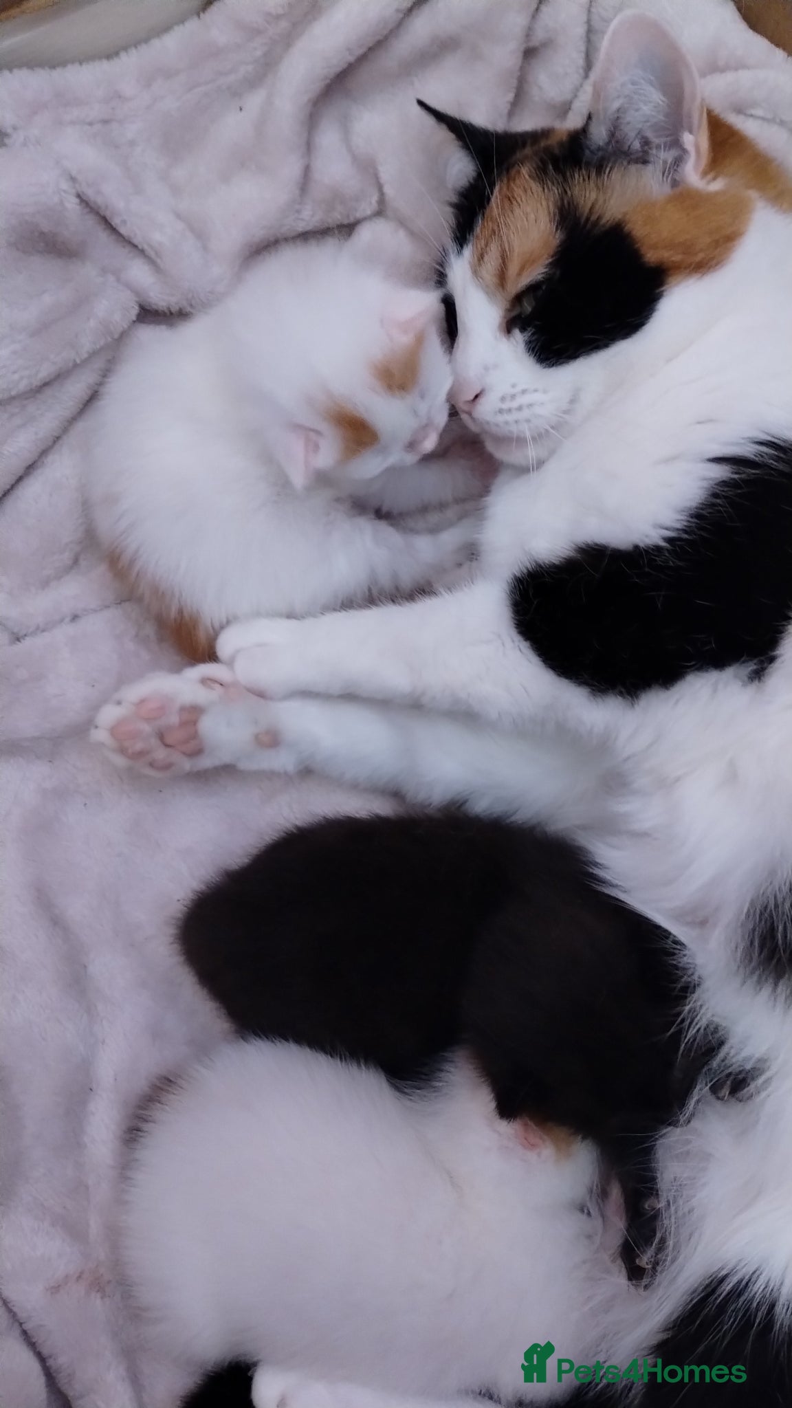 Mixed Breed cats Kittens with unusual markings  - Advert 1